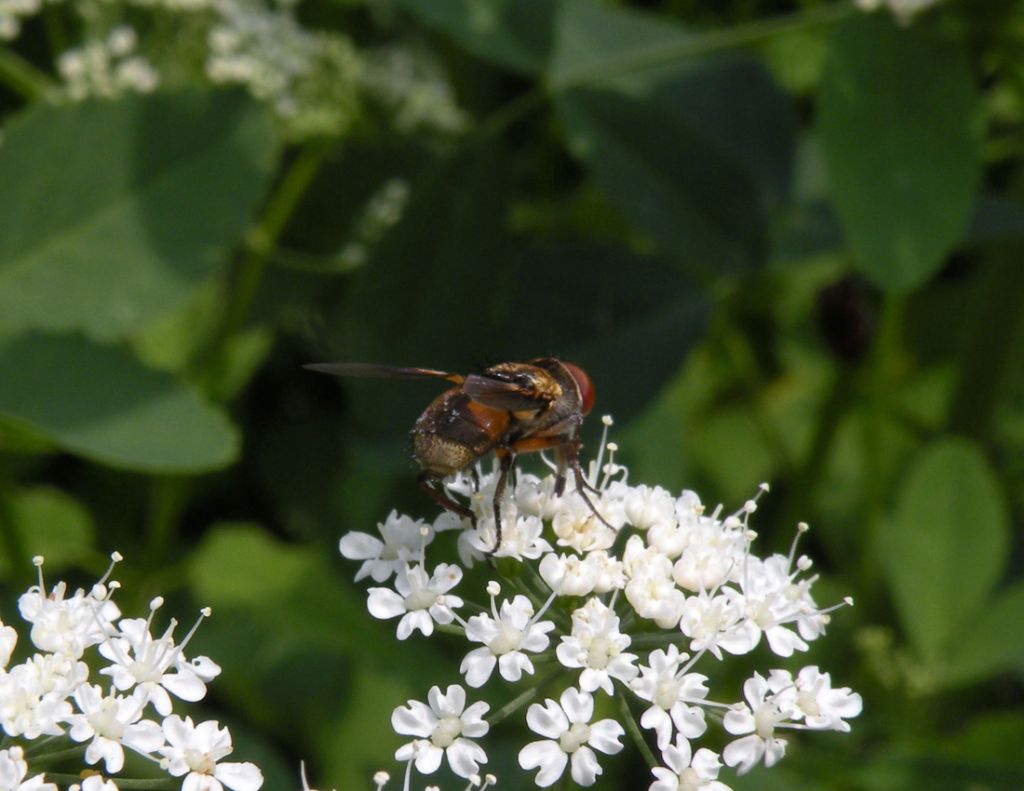 Un''altra Phasia?